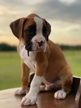 Sweet boxer puppies for sale - 0