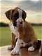 Sweet boxer puppies for sale - 0 - Thumbnail