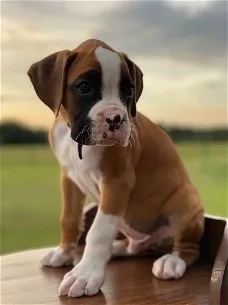 Sweet boxer puppies for sale 