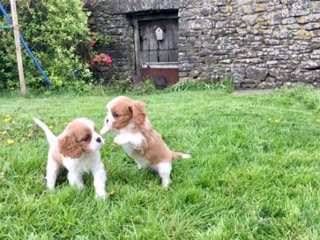 Cavalier King Charles Spaniel puppies for sale - 0