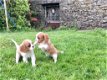 Cavalier King Charles Spaniel puppies for sale - 0 - Thumbnail