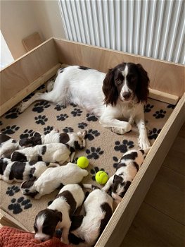 English Springer Spaniel puppies is ready - 0