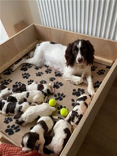 English Springer Spaniel puppies is ready 