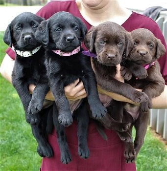 Labrador Retriever puppies is available - 0