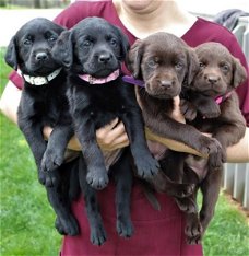 Labrador Retriever puppies is available 
