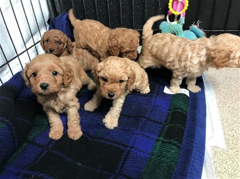 cavapoo puppies for sale - 0