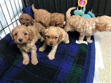 cavapoo puppies for sale