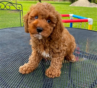 Cockapoo puppies for sale - 0