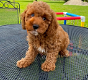 Cockapoo puppies for sale - 0 - Thumbnail