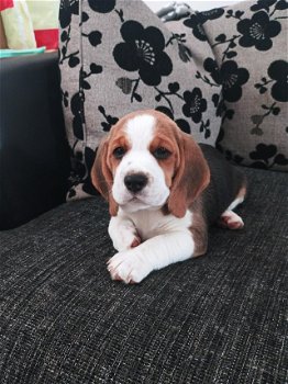 Beagle puppies for sale - 0