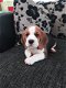 Beagle puppies for sale - 0 - Thumbnail