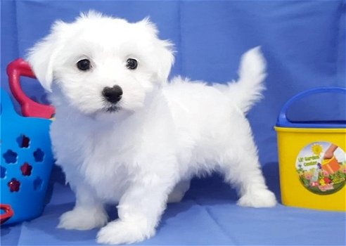 Maltese puppies for sale - 0