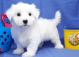Maltese puppies for sale - 0 - Thumbnail