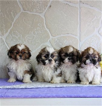 Shih Tzu puppies for sale - 0