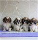 Shih Tzu puppies for sale - 0 - Thumbnail