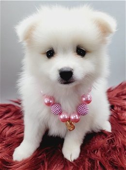 Pomeranian puppies for sale - 0