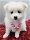 Pomeranian puppies for sale - 0 - Thumbnail