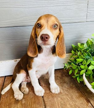 Beagle puppies is ready - 0
