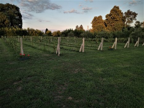 Kisfalud, Hongarije: Land van meer dan 1 hectare met huis - 2