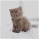 mooie britse korthaar kittens - 0 - Thumbnail