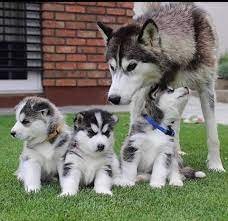Schattige Siberische Husky pups zoeken een nieuwe thuis! - 0