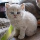 Brits Korthaar kittens - 0 - Thumbnail