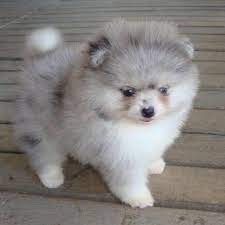 PRACHTIGE SPITZ POMERANIAN TEDDY-TYPE PUPPIES TE KOOP - 0