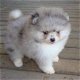 PRACHTIGE SPITZ POMERANIAN TEDDY-TYPE PUPPIES TE KOOP - 0 - Thumbnail