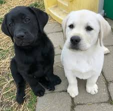 Chocoladebruine,wit, grijs en zwart labrador pups - 0