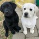 Chocoladebruine,wit, grijs en zwart labrador pups - 0 - Thumbnail