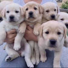 Labrador Retriever Puppies te koop