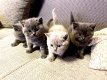 Brits korthaar kittens - 0 - Thumbnail