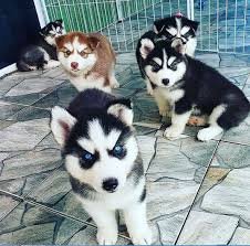 Siberische Husky-puppy's met hele mooie blauwe ogen klaar om te gaan. - 0