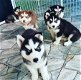 Siberische Husky-puppy's met hele mooie blauwe ogen klaar om te gaan. - 0 - Thumbnail