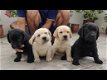 Mooie zwarte en beige Labrador pups. - 0 - Thumbnail