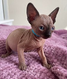 Sphynx baby's beschikbaar