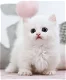 Munchkin kitten - 0 - Thumbnail