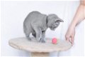 Russische blauwe kitten - 1 - Thumbnail