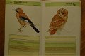 Snel-zoek natuurgids: Vogels - 3 - Thumbnail