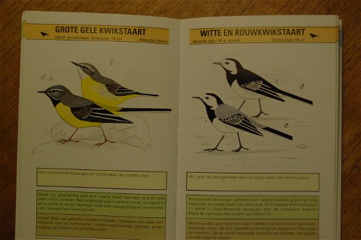 Snel-zoek natuurgids: Vogels - 4