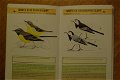 Snel-zoek natuurgids: Vogels - 4 - Thumbnail