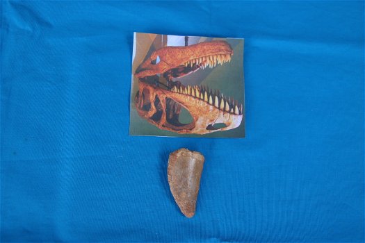Aangeboden tand van een Carcharodontosaurus saharicus. - 0