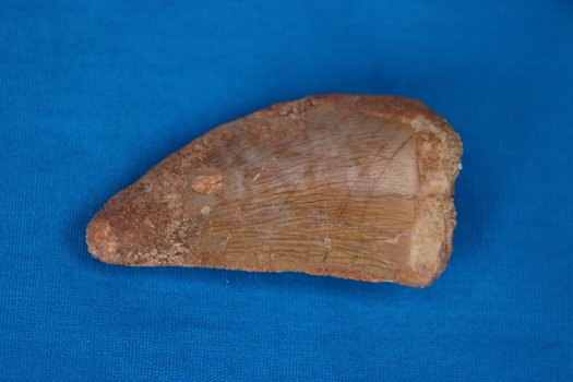 Aangeboden tand van een Carcharodontosaurus saharicus. - 1