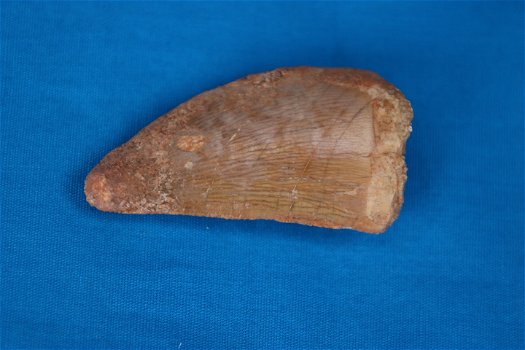 Aangeboden tand van een Carcharodontosaurus saharicus. - 2