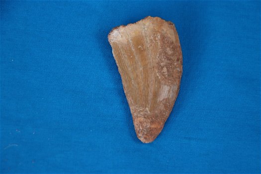 Aangeboden tand van een Carcharodontosaurus saharicus. - 4