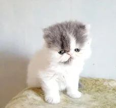 Perzische kittens 