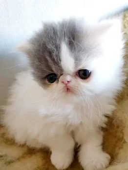 Perzische kittens - 1