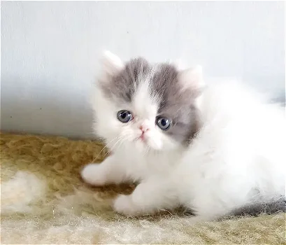Perzische kittens - 2