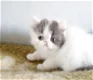 Perzische kittens - 2 - Thumbnail