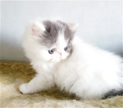 Perzische kittens - 3